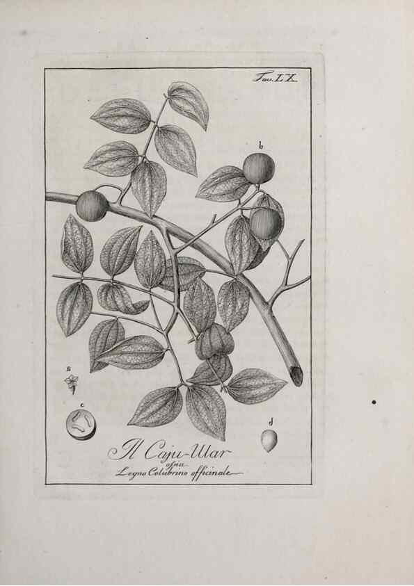 Reproducción/Reproduction 33406260698: Storia delle piante forastiere le più importanti nell'uso medico, od economico /. Milano :Nella stamperia di Giuseppe Marelli,1791-1794.. 