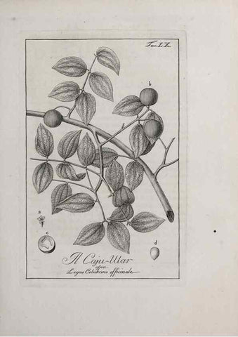 Reproducción/Reproduction 33406260698: Storia delle piante forastiere le più importanti nell'uso medico, od economico /. Milano :Nella stamperia di Giuseppe Marelli,1791-1794.. 