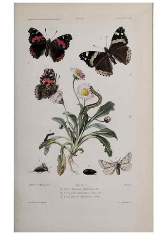 Reproducción/Reproduction 46367774595: Annales de la Société Linnéenne de Lyon.. Lyon :Société Linnéenne de Lyon.. 
