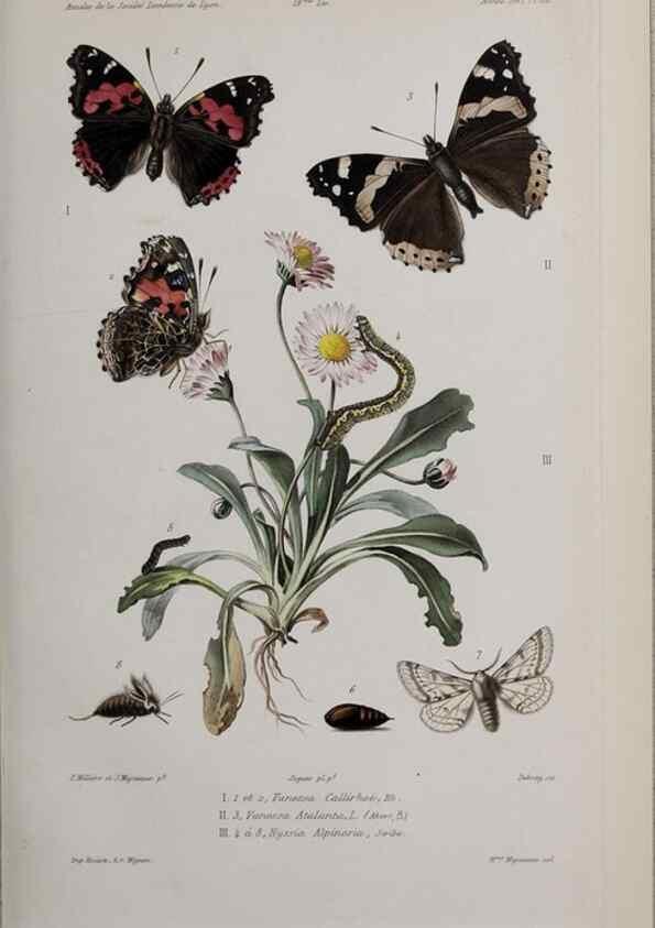 Reproducción/Reproduction 46367774595: Annales de la Société Linnéenne de Lyon.. Lyon :Société Linnéenne de Lyon.. 