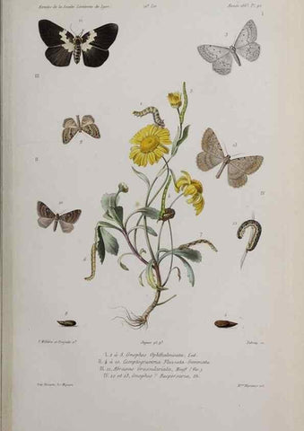 Reproducción/Reproduction 47230277692: Annales de la Société Linnéenne de Lyon.. Lyon :Société Linnéenne de Lyon.. 