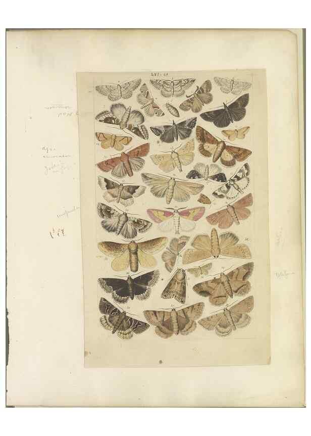 Reproducción/Reproduction 32471821377: Lepidoptera : manuscript. [between 1873-1883?]. 