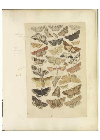 Reproducción/Reproduction 32471821377: Lepidoptera : manuscript. [between 1873-1883?]. 
