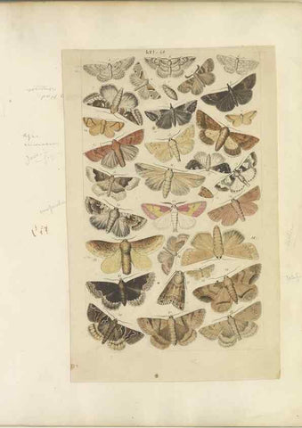 Reproducción/Reproduction 32471821377: Lepidoptera : manuscript. [between 1873-1883?]. 