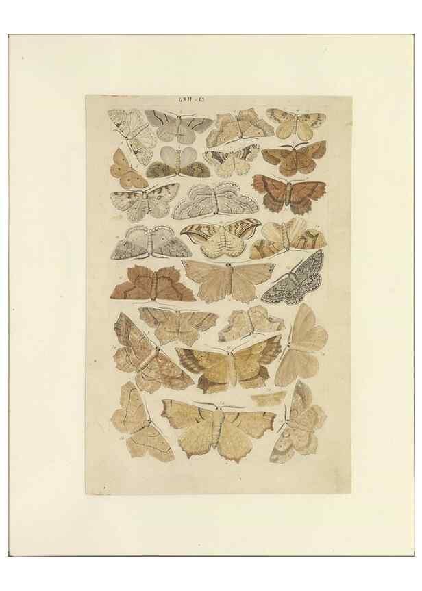 Reproducción/Reproduction 40448465573: Lepidoptera : manuscript. [between 1873-1883?]. 