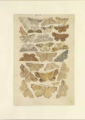 Reproducción/Reproduction 40448465573: Lepidoptera : manuscript. [between 1873-1883?]. 