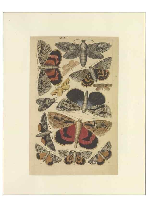 Reproducción/Reproduction 47361201282: Lepidoptera : manuscript. [between 1873-1883?]. 