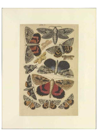Reproducción/Reproduction 47361201282: Lepidoptera : manuscript. [between 1873-1883?]. 