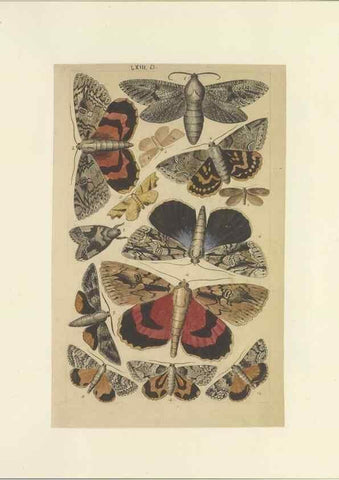 Reproducción/Reproduction 47361201282: Lepidoptera : manuscript. [between 1873-1883?]. 