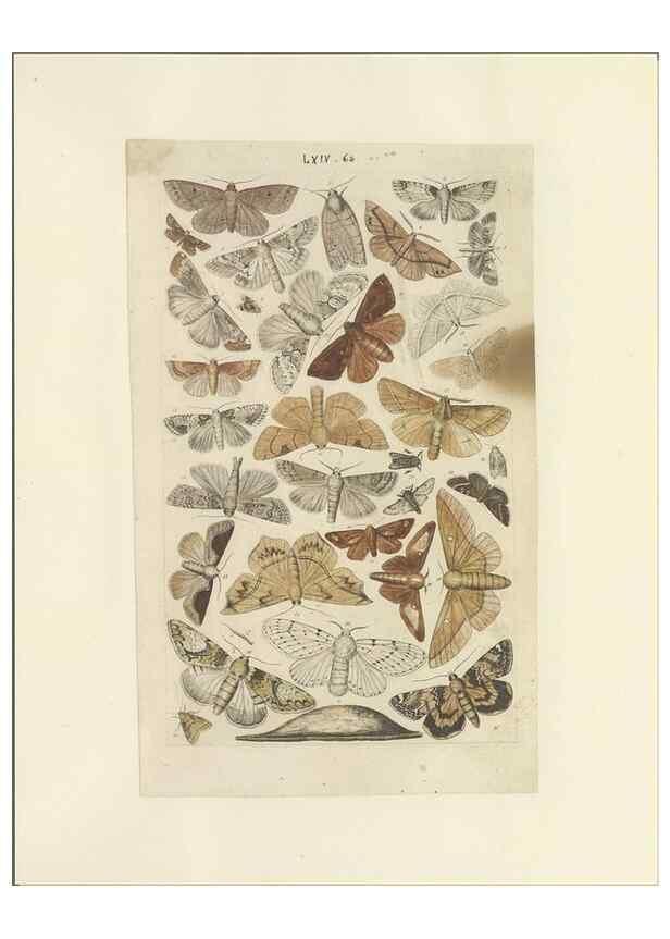 Reproducción/Reproduction 40448466943: Lepidoptera : manuscript. [between 1873-1883?]. 