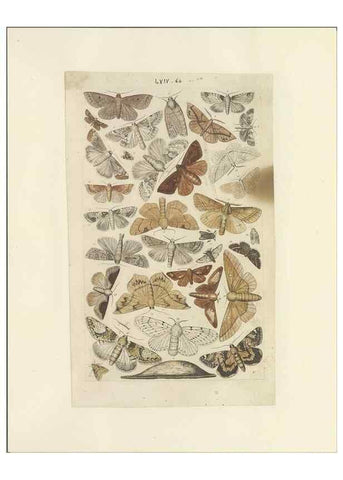 Reproducción/Reproduction 40448466943: Lepidoptera : manuscript. [between 1873-1883?]. 
