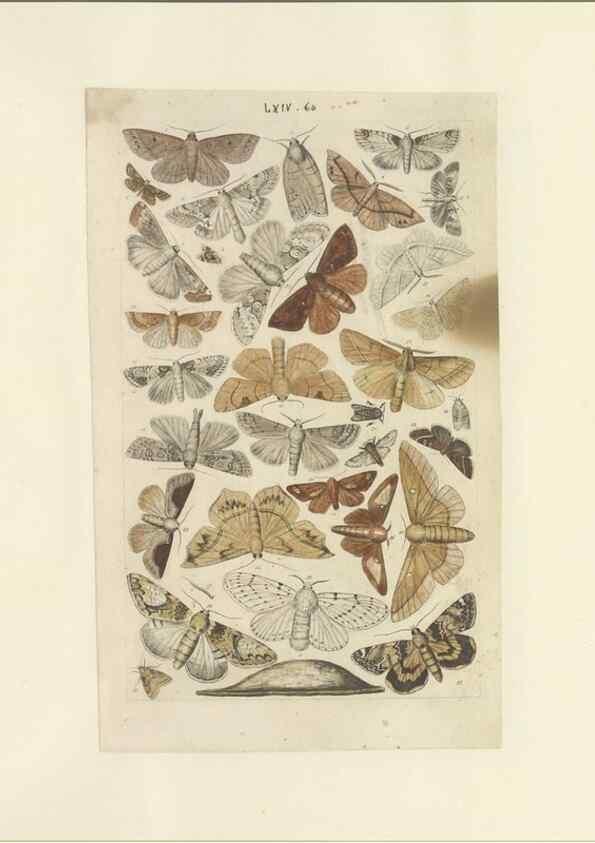 Reproducción/Reproduction 40448466943: Lepidoptera : manuscript. [between 1873-1883?]. 