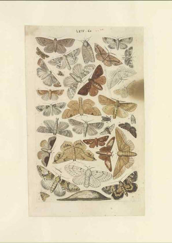 Reproducción/Reproduction 40448466943: Lepidoptera : manuscript. [between 1873-1883?]. 
