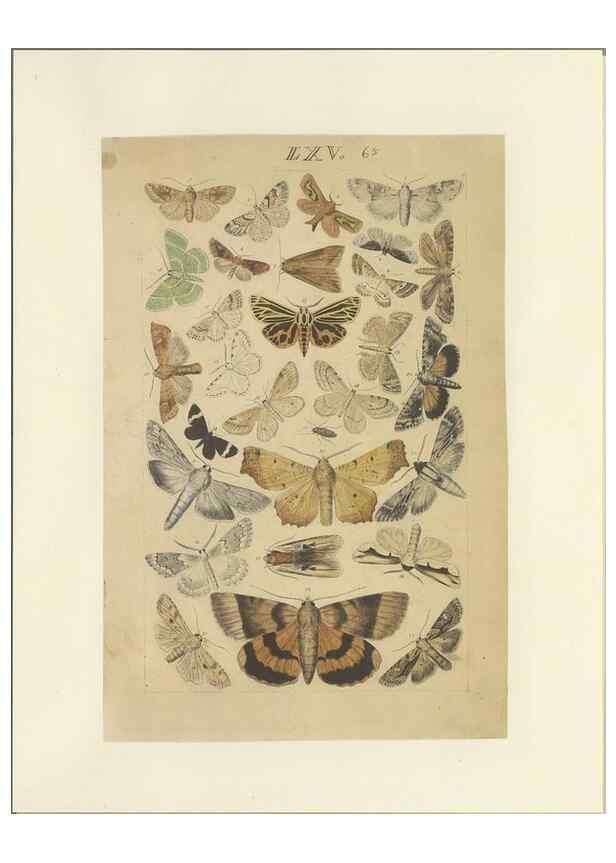 Reproducción/Reproduction 46498764725: Lepidoptera : manuscript. [between 1873-1883?]. 