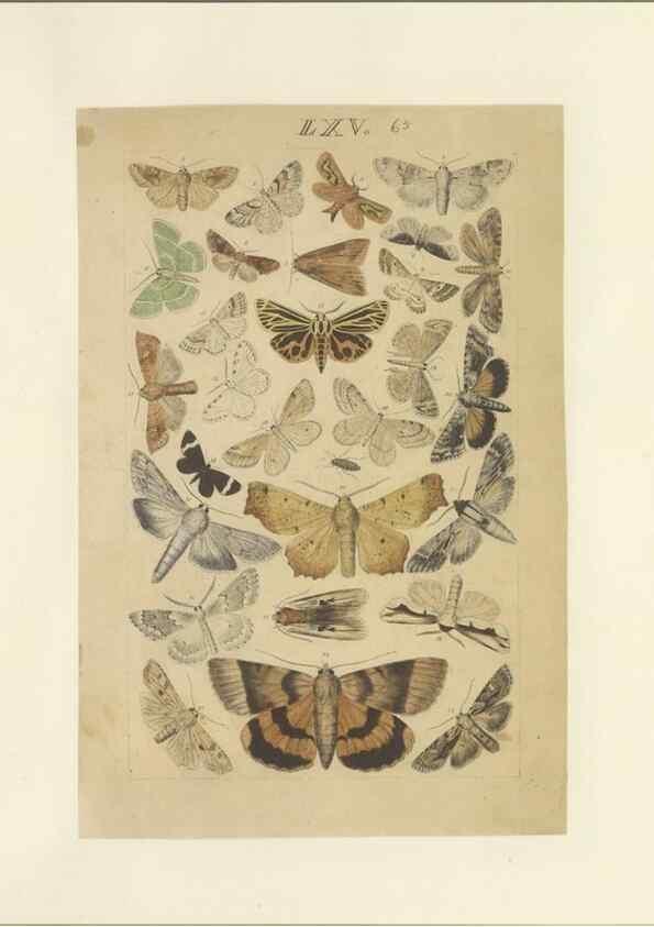 Reproducción/Reproduction 46498764725: Lepidoptera : manuscript. [between 1873-1883?]. 