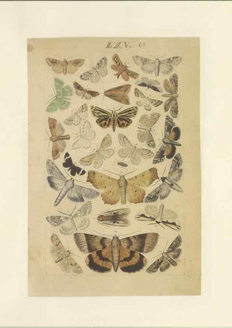 Reproducción/Reproduction 46498764725: Lepidoptera : manuscript. [between 1873-1883?]. 