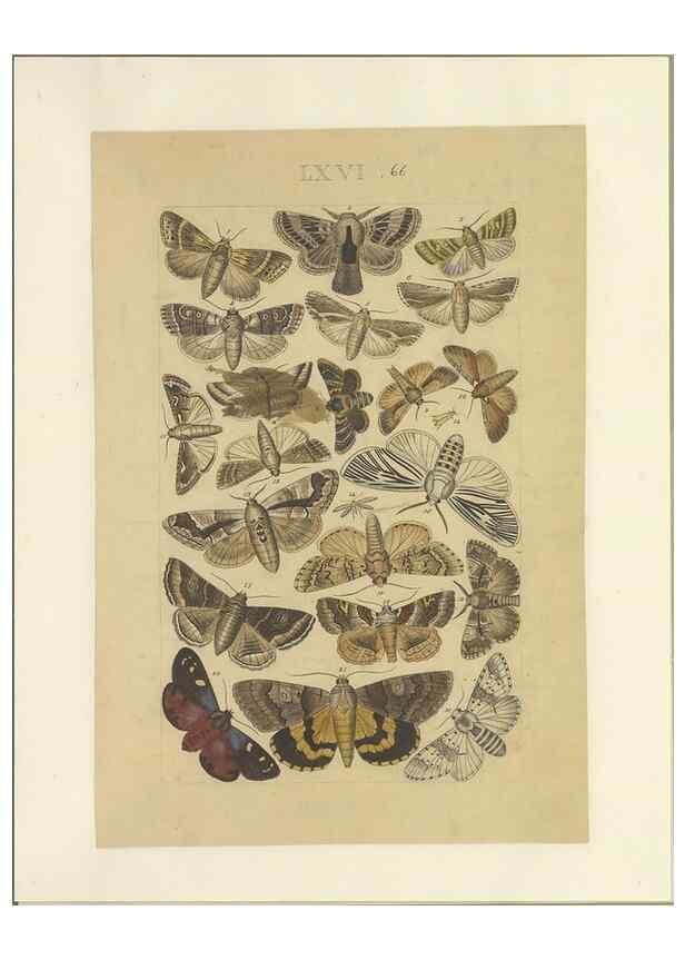 Reproducción/Reproduction 33538151078: Lepidoptera : manuscript. [between 1873-1883?]. 