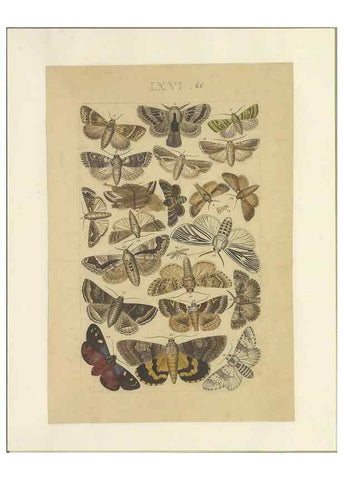 Reproducción/Reproduction 33538151078: Lepidoptera : manuscript. [between 1873-1883?]. 