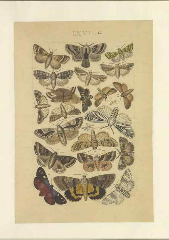 Reproducción/Reproduction 33538151078: Lepidoptera : manuscript. [between 1873-1883?]. 