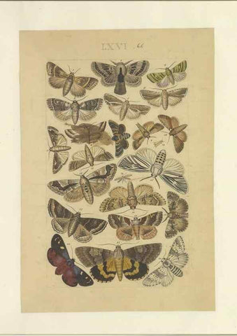 Reproducción/Reproduction 33538151078: Lepidoptera : manuscript. [between 1873-1883?]. 