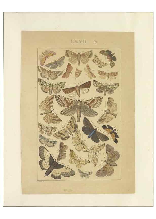 Reproducción/Reproduction 47361204162: Lepidoptera : manuscript. [between 1873-1883?]. 