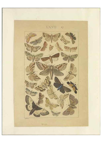 Reproducción/Reproduction 47361204162: Lepidoptera : manuscript. [between 1873-1883?]. 