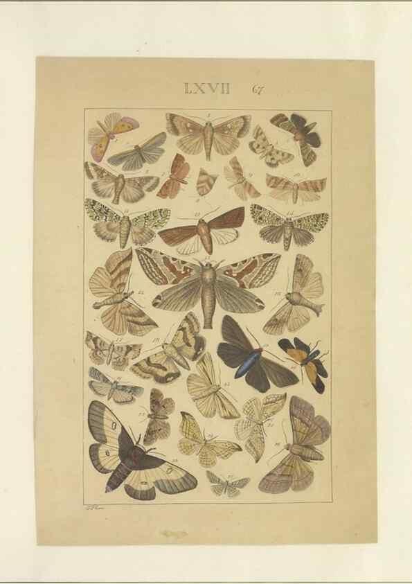 Reproducción/Reproduction 47361204162: Lepidoptera : manuscript. [between 1873-1883?]. 