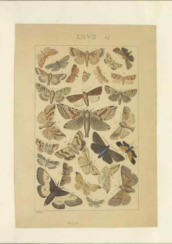 Reproducción/Reproduction 47361204162: Lepidoptera : manuscript. [between 1873-1883?]. 