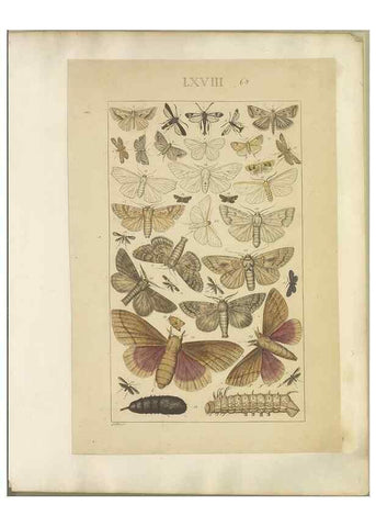 Reproducción/Reproduction 46498766355: Lepidoptera : manuscript. [between 1873-1883?]. 