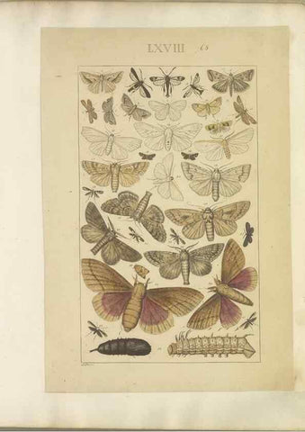 Reproducción/Reproduction 46498766355: Lepidoptera : manuscript. [between 1873-1883?]. 