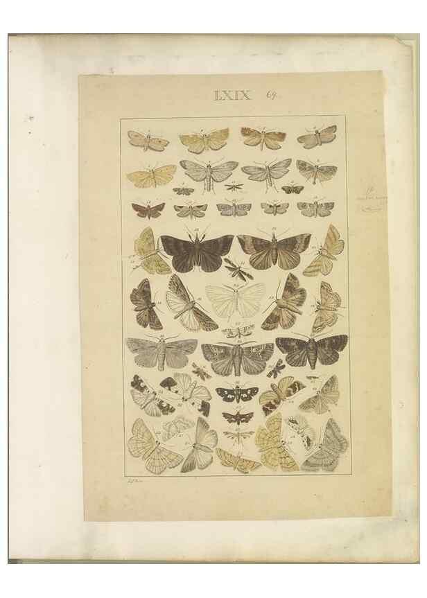 Reproducción/Reproduction 47361205852: Lepidoptera : manuscript. [between 1873-1883?]. 