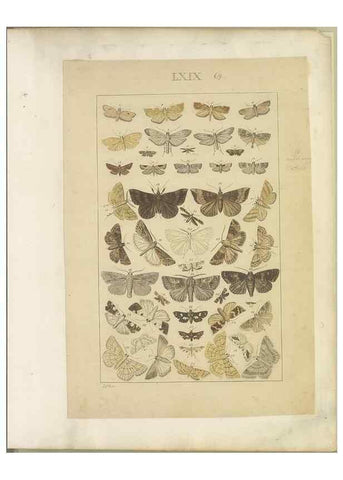 Reproducción/Reproduction 47361205852: Lepidoptera : manuscript. [between 1873-1883?]. 