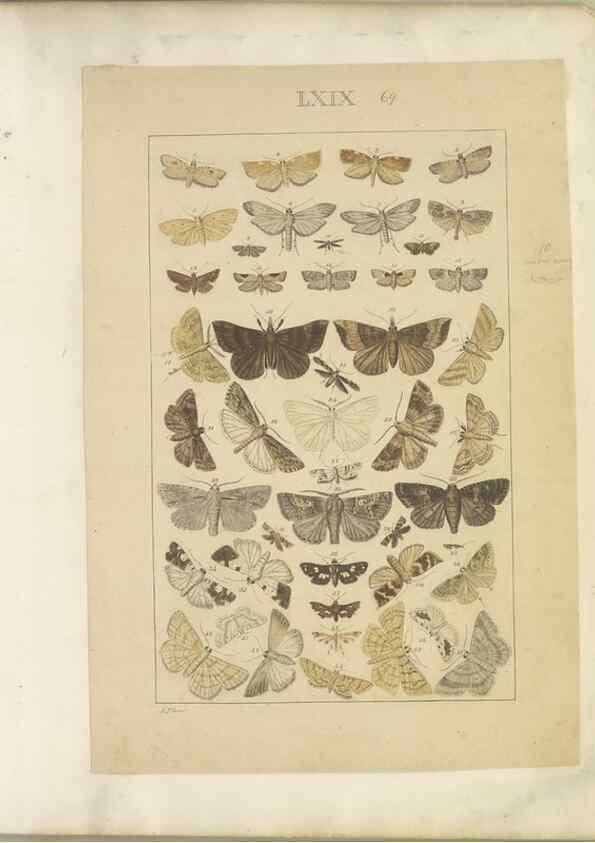 Reproducción/Reproduction 47361205852: Lepidoptera : manuscript. [between 1873-1883?]. 
