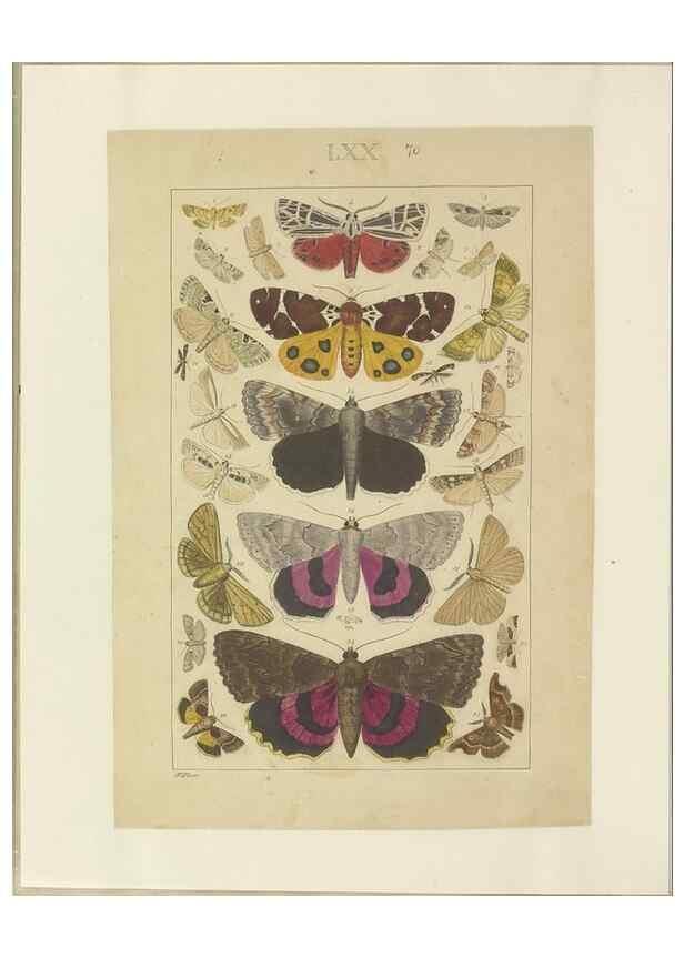 Reproducción/Reproduction 32471826737: Lepidoptera : manuscript. [between 1873-1883?]. 