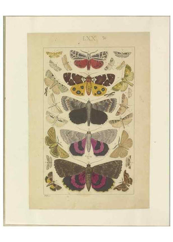 Reproducción/Reproduction 32471826737: Lepidoptera : manuscript. [between 1873-1883?]. 