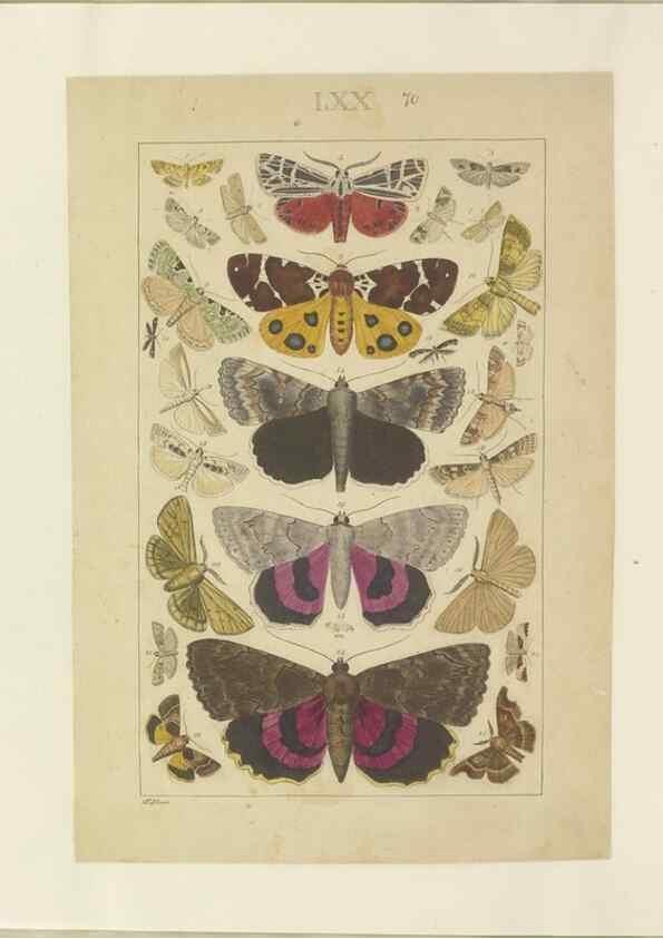 Reproducción/Reproduction 32471826737: Lepidoptera : manuscript. [between 1873-1883?]. 