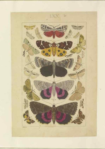Reproducción/Reproduction 32471826737: Lepidoptera : manuscript. [between 1873-1883?]. 