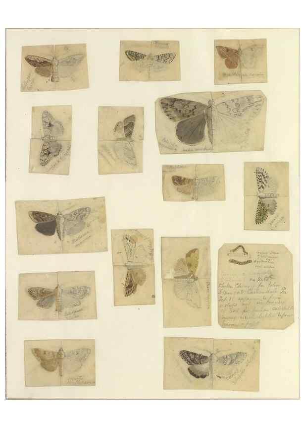 Reproducción/Reproduction 32471827207: Lepidoptera : manuscript. [between 1873-1883?]. 