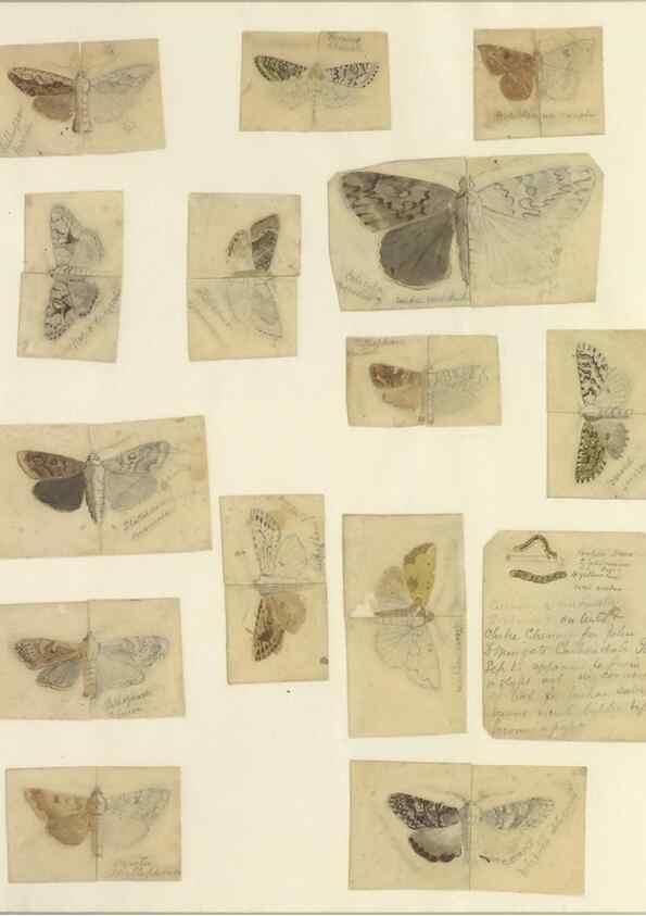 Reproducción/Reproduction 32471827207: Lepidoptera : manuscript. [between 1873-1883?]. 