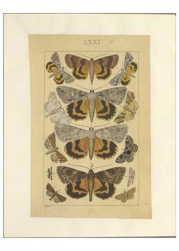 Reproducción/Reproduction 46695887194: Lepidoptera : manuscript. [between 1873-1883?]. 