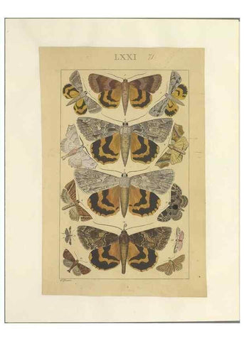 Reproducción/Reproduction 46695887194: Lepidoptera : manuscript. [between 1873-1883?]. 