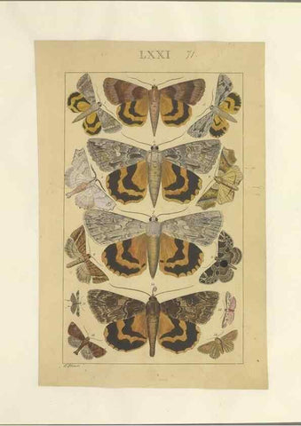 Reproducción/Reproduction 46695887194: Lepidoptera : manuscript. [between 1873-1883?]. 