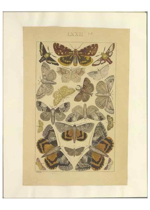 Reproducción/Reproduction 40453421533: Lepidoptera : manuscript. [between 1873-1883?]. 