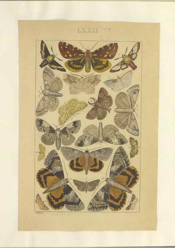 Reproducción/Reproduction 40453421533: Lepidoptera : manuscript. [between 1873-1883?]. 