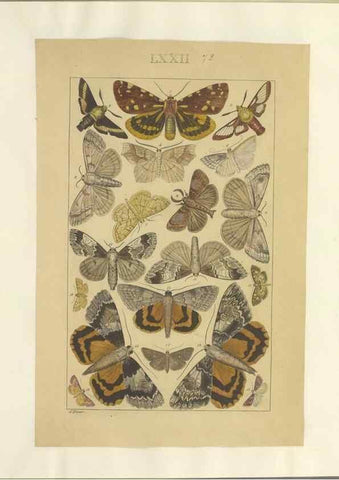 Reproducción/Reproduction 40453421533: Lepidoptera : manuscript. [between 1873-1883?]. 