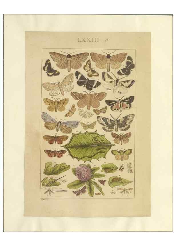 Reproducción/Reproduction 46695887904: Lepidoptera : manuscript. [between 1873-1883?]. 