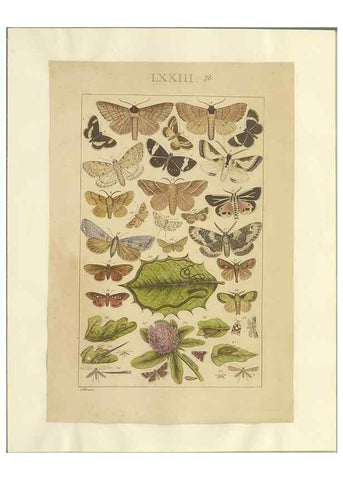 Reproducción/Reproduction 46695887904: Lepidoptera : manuscript. [between 1873-1883?]. 