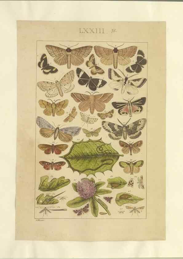 Reproducción/Reproduction 46695887904: Lepidoptera : manuscript. [between 1873-1883?]. 