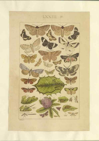 Reproducción/Reproduction 46695887904: Lepidoptera : manuscript. [between 1873-1883?]. 