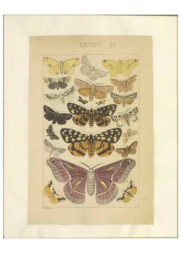 Reproducción/Reproduction 47419041221: Lepidoptera : manuscript. [between 1873-1883?]. 